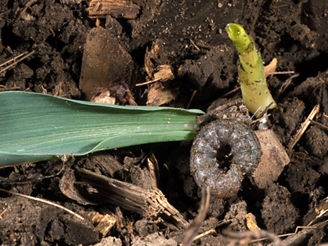 Black cutworms, shown above, and true armyworms may be a threat to young crop fields starting in mid-May, based on high moth counts in some Eastern Corn Belt states this spring. (Photo courtesy John Obermeyer, Purdue University) 